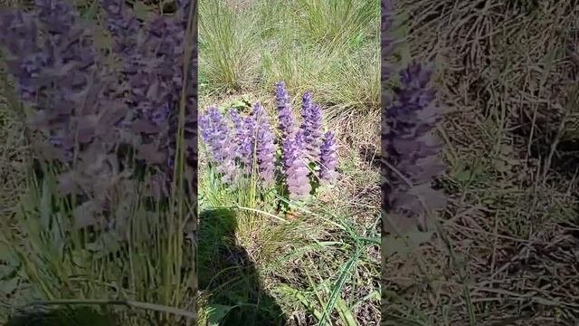 Фиолетовый лес травы