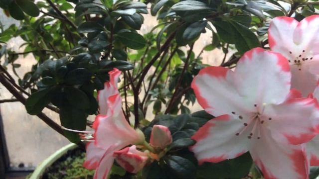 Азалии (Azaleas):  мой зимний сад на 1 кв. метре