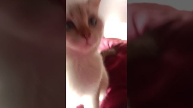chipi chipi chapa chapa