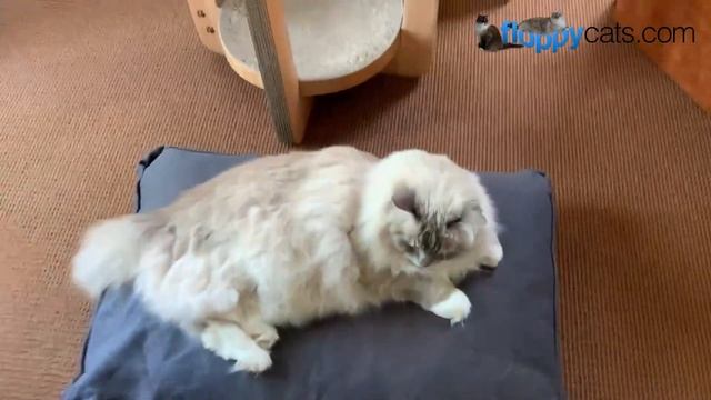 Non-Toxic Pet Bed: Bean Products Pet Bed Unboxing
