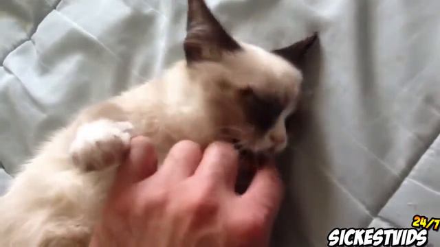 ЛУчшие кошачьи приколы