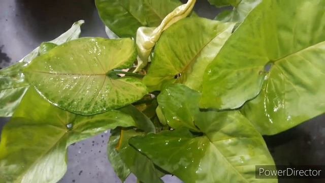 Syngonium Plant Care And Propagation