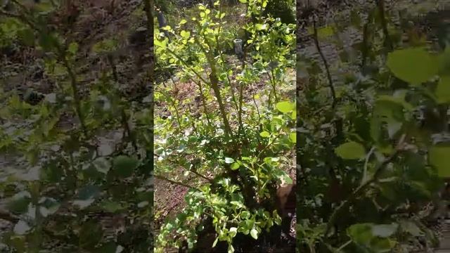 Апикальное доминирование у розы