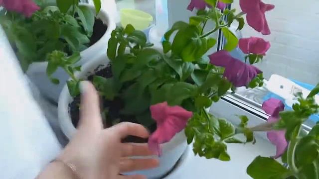 Обзор на цветение петуньи цвет суперкаскадная бургунди (семена от агрофирмы агроуспех).