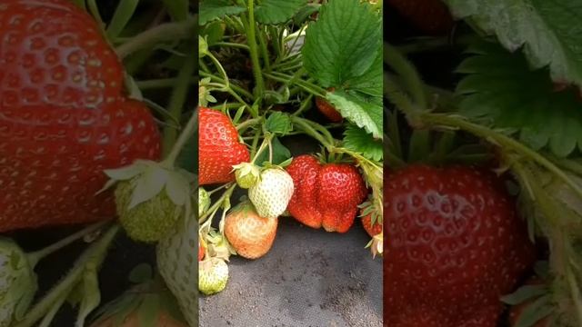Хорошие и не очень...сорта земляники из моего питомника.
https://strawberry-pitomnik.ru
