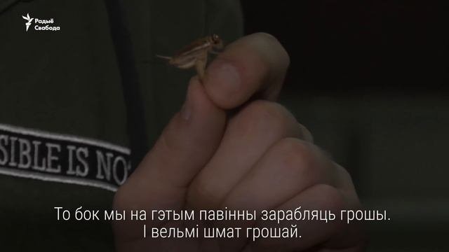 Як гадуюць і ядуць цвыркуноў  Как выращивают и едят сверчков