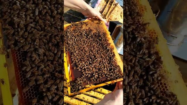 Осмотр пчелосемьи после зимовки