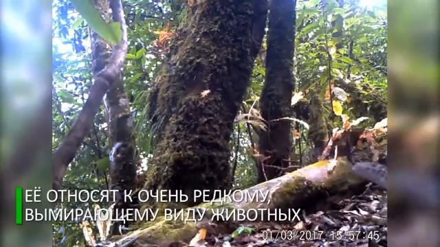 Одна из самых загадочных кошек мира попала в объектив камеры в Китае