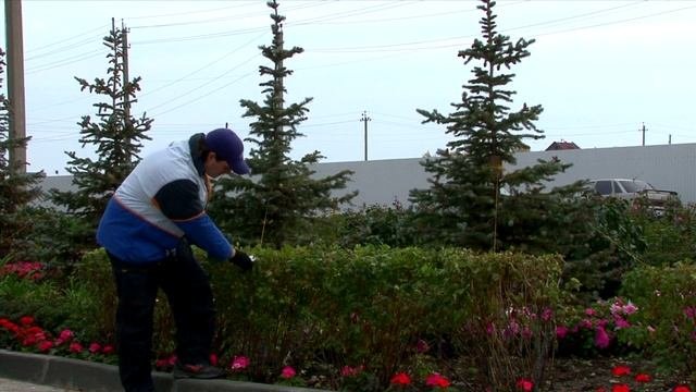 Осенняя стрижка живой изгороди