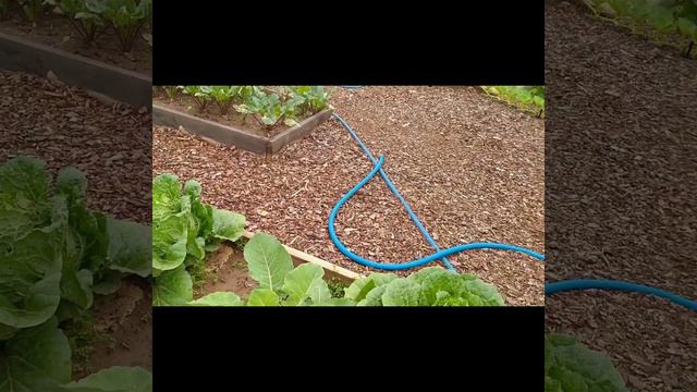 Опускаю огурцы на кольцо. 14.07.23.