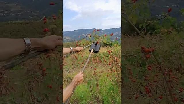 Kuşburnu toplama Aparatı650TL: