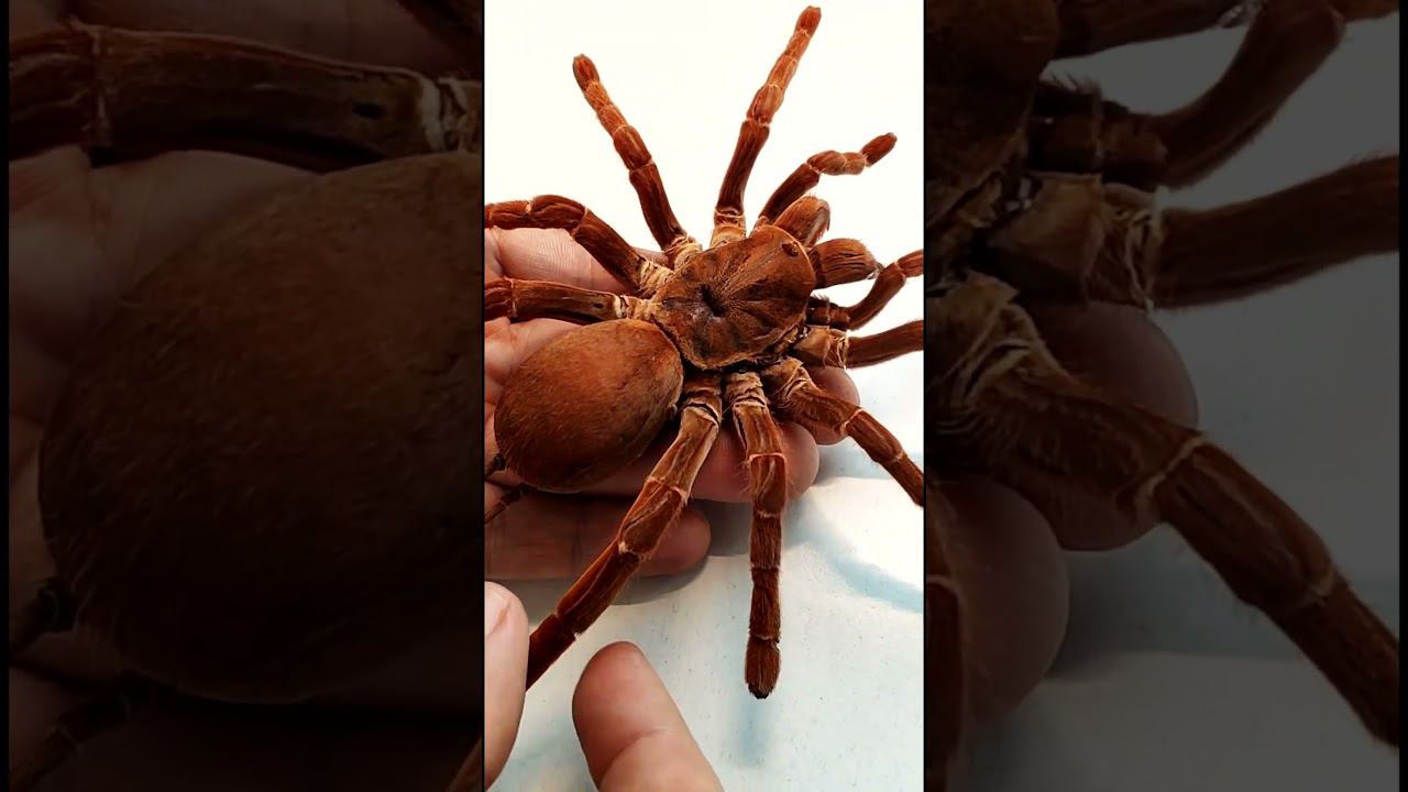 Птицеед вида Pelinobius muticus