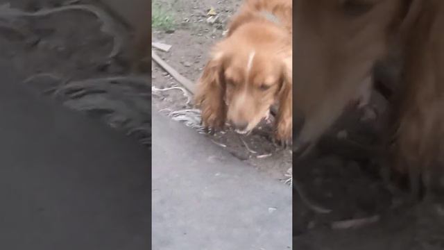 Сэм грызёт косточки 15 августа