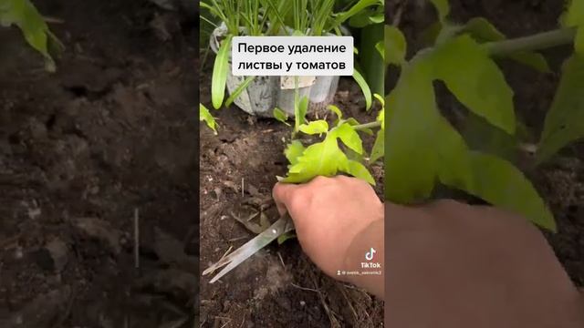Удаление нижних листьев у томатов.