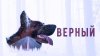РФГ ДИСТРИБУЦИЯ_Верный