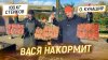 Вася накормит_Остров Кунашир. Привезли 100 кг стейков