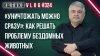 Украина.ру_Собак от людей или наоборот? Кого защищать и как