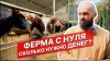 КУЛЬТИВАТОРКак построить ферму с нуля? | Айрширская порода