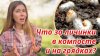 Волшебная грядка_Не путайте личинки хруща и бронзовки. Как и