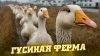 Шеф-повар Василий Емельяненко_Жизнь фермера. Гуси. Как это с