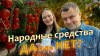 Дачный агроном_ПОМОГАЕТ или ВРЕДИТ? Народные средства защиты