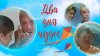Летние каникулы_Два дня чудес