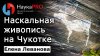 НаукаPRO Наскальная живопись на Чукотке