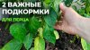 Загородная жизнь в Карасевке_ДВЕ ПОДКОРМКИ ДЛЯ ПЕРЦА