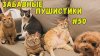 NeirozTV_СМЕШНЫЕ КОШКИ И СОБАКИ