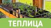 Сельская жизнь_СТЕЛАЖ ПОД ОГУРЦЫ