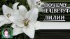 Любимая Усадьба_Почему не цветут лилии