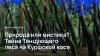 Природа или мистика? Тайна Танцующего леса на Куршской косе