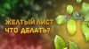 CitrusParadise_Желтеют листья у домашнего лимона