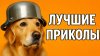 Животный Юмор_Смех до слёз: лучшие приколы №164