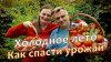 Дачный агроном_Холодное лето - Как спасти урожай