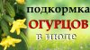 Урожайный сад и огород_Чем подкормить огурцы
