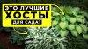 Мой Дом и Сад 3D_ХОСТЫ в саду ДЛЯ НАЧИНАЮЩИХ