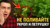 Полезно и по-простому: для души и дела_НЕ ПОЛИВАЙТЕ укроп