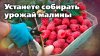 САД БЕЗ СЕКРЕТОВ_Ремонтантная малина. Советы по выращиванию