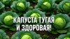 Пенсионер на даче_Капуста без пустот и гнили! Просто полей в