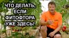 сад огород цветник_ФИТОФТОРА АТАКУЕТ! Мой ГОРЬКИЙ ОПЫТ отказ