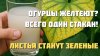 От лампочки до клубники_Огурцы желтеют Всего один стакан эти