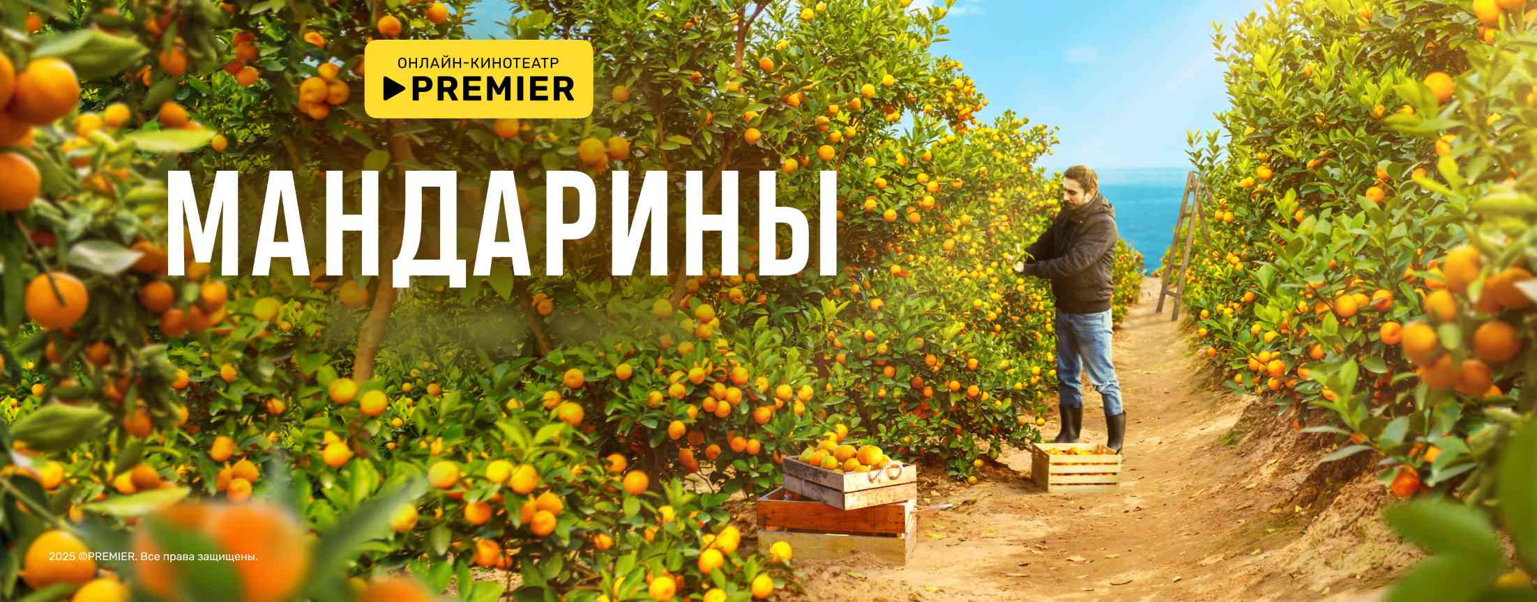 Мандарины | PREMIER