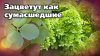 САД БЕЗ СЕКРЕТОВ_Советы по гортензиям. Отличные сорта, неста