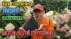 Роман Буров TV_Как сохранить саженцы МЕТЕЛЬЧАТОЙ гортензии з