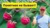 САД, ОГОРОД,СВОИМИ РУКАМИ_Обрезка ремонтантной малины на зим