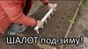 сад огород цветник_Секреты посадки лука-шалота под зиму: как