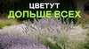 pitomnikecoplant_Эти неубиваемые многолетники выживут в любы