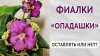 С Мирэлькой_Фиалки (сенполии) "ОПАДАШКИ". Что это значит. Вы