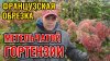 Роман Буров TV_Как обрезать французскую МЕТЕЛЬЧАТУЮ гортензи